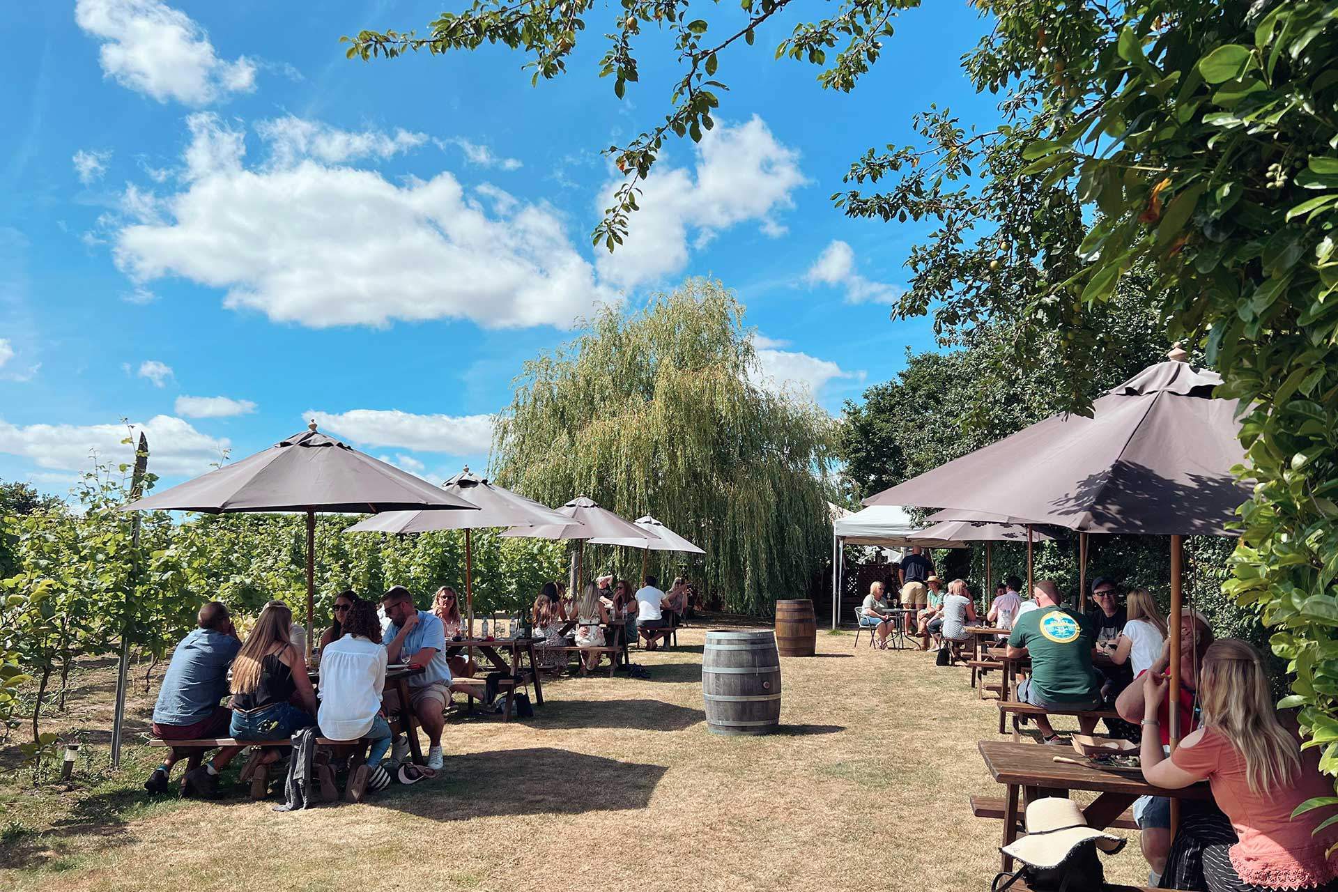 Winbirri Vineyards main photo