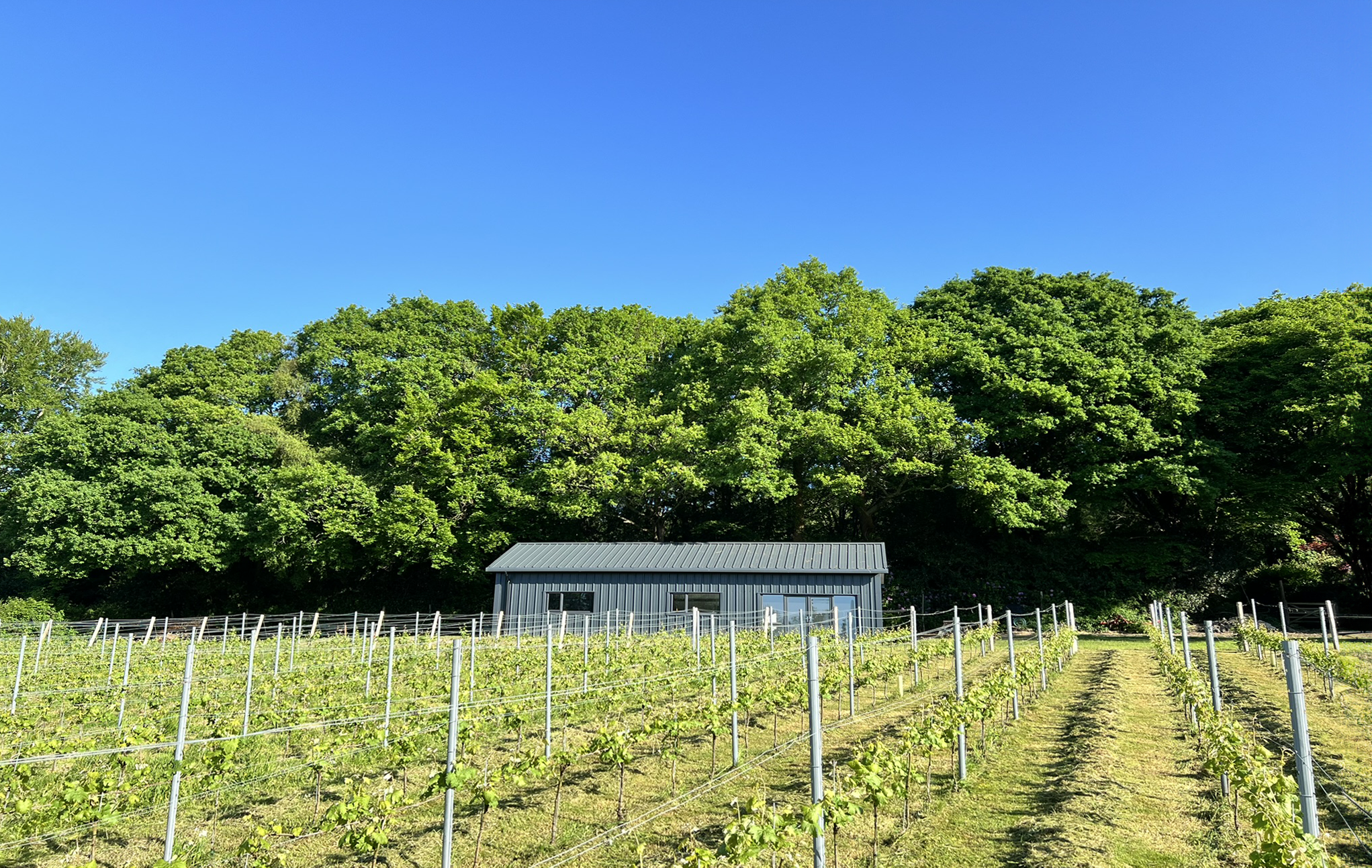 Winklestone Vineyard main photo
