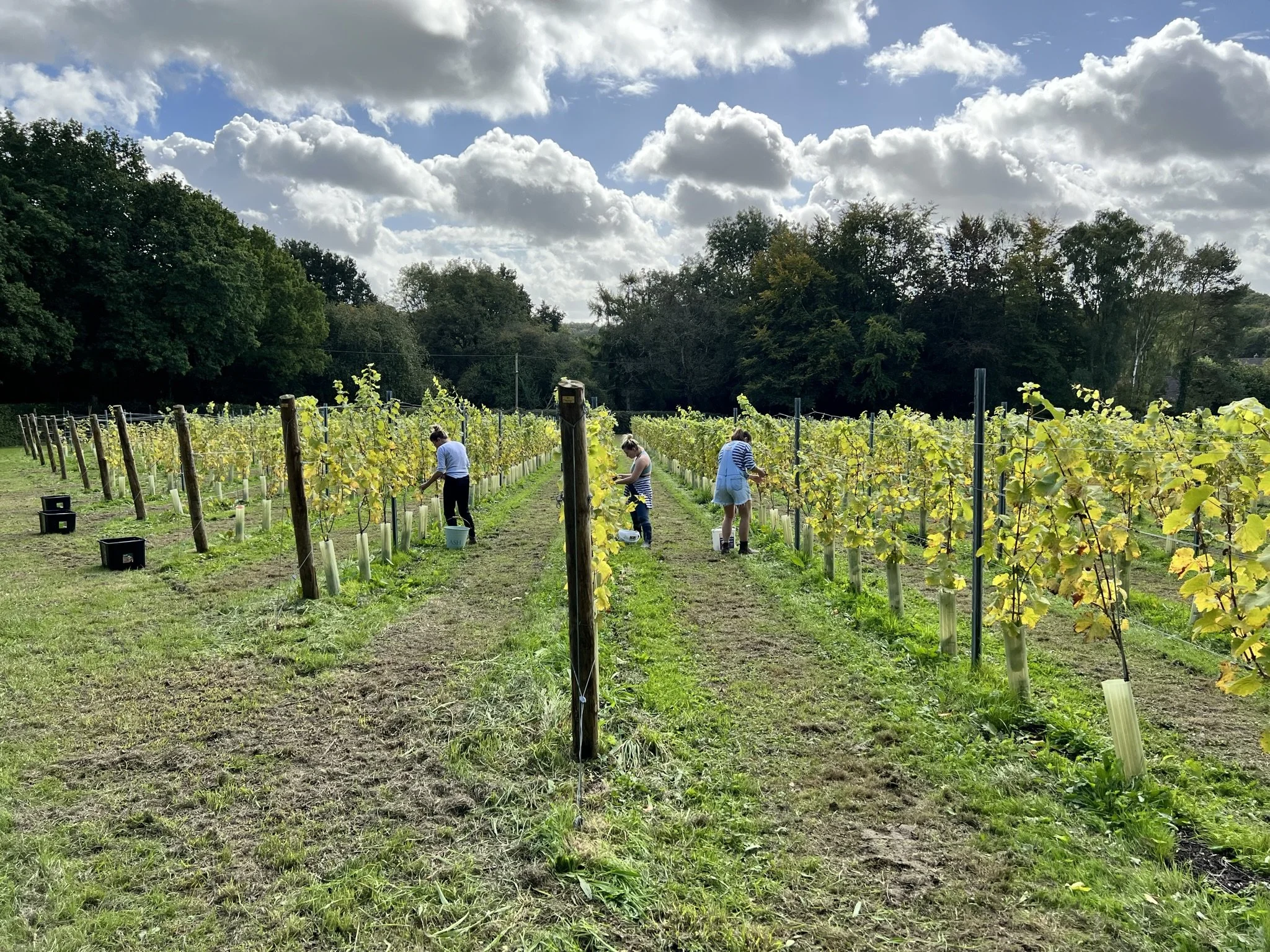 Winklestone Vineyard photo 2