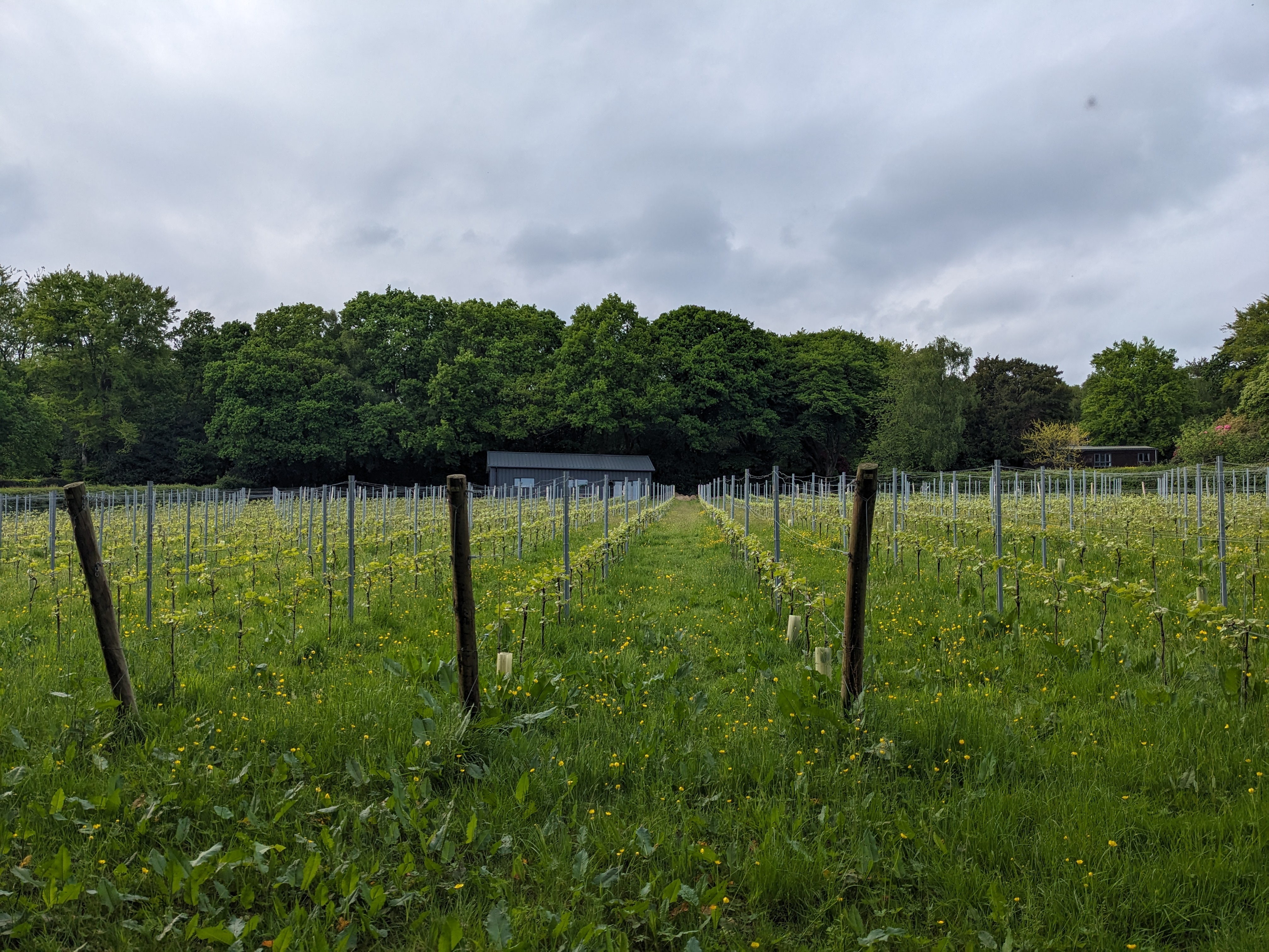 Winklestone Vineyard photo 4