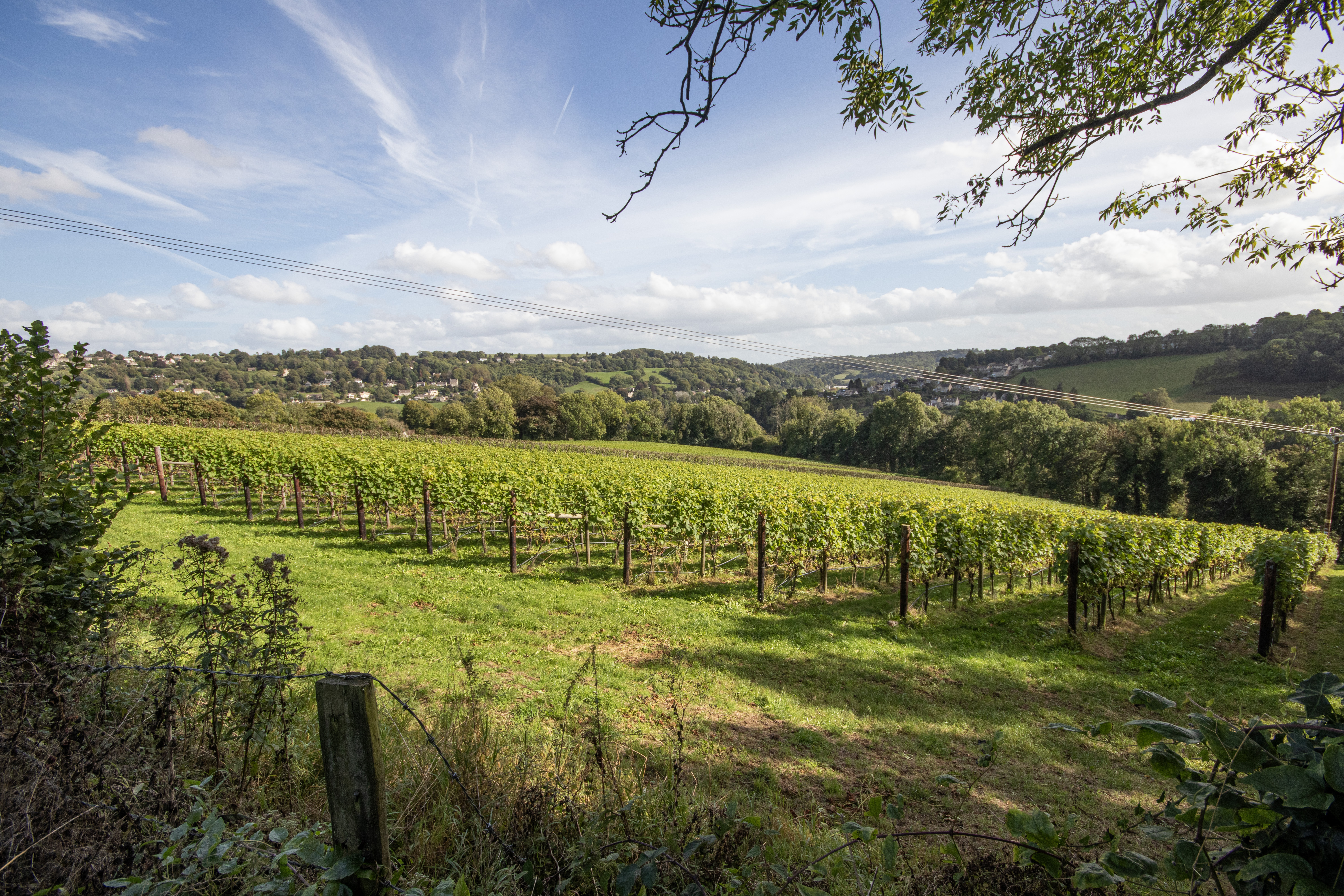 Woodchester Valley Vineyard photo 3