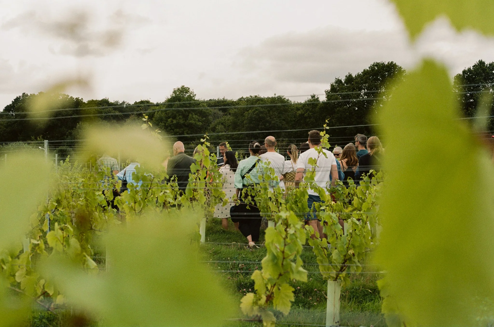 Woodfine wine main photo