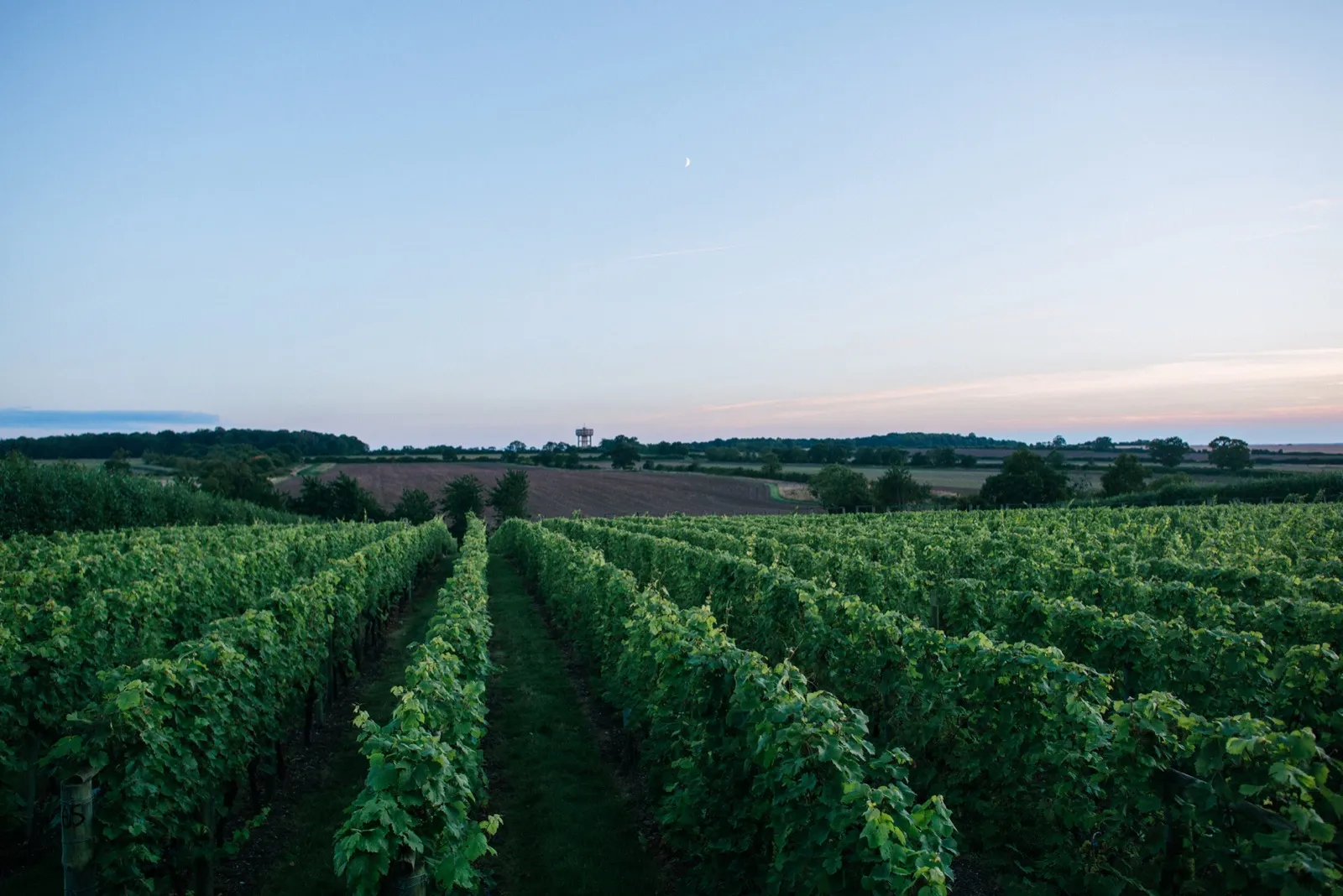 Wyken Vineyards main photo